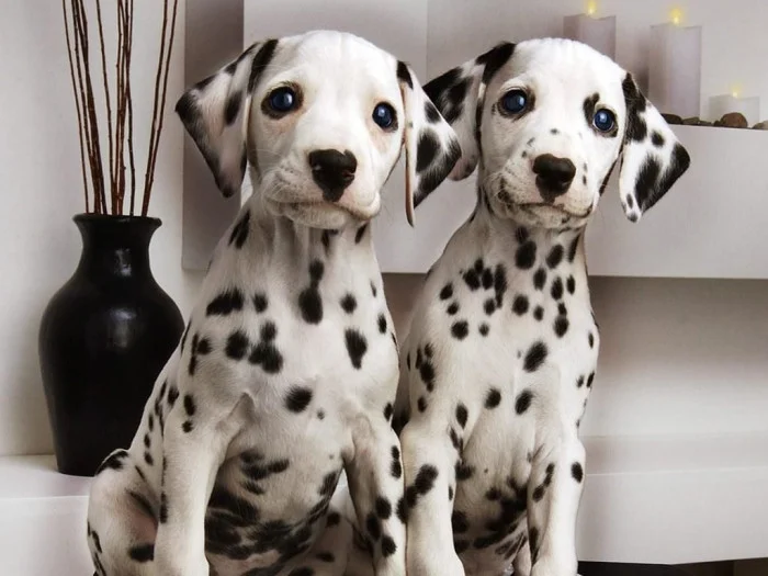 Perro dalmata